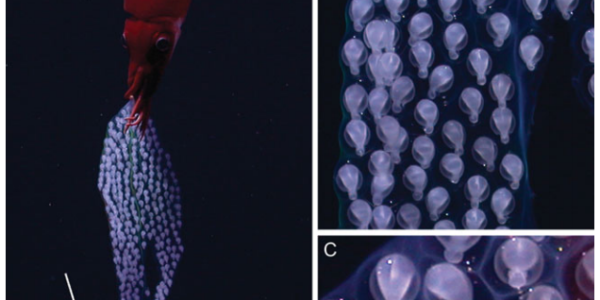 With This Devoted Squid Mama, I Bid Farewell