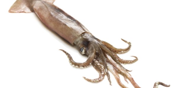 That Squid On Your Plate Could Inseminate Your Mouth