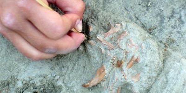 Spaniards Ate Elephant Meat 80,000 Years Ago