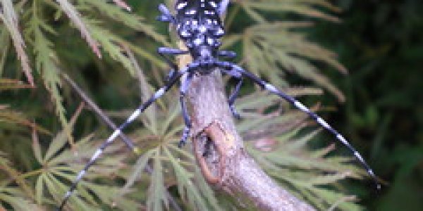 Anoplophora glabrienpennis: Beetles from China