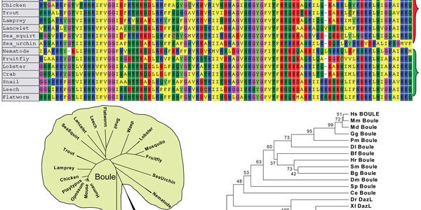 Boule: Human Sperm Gene Existed For 600 Million Years, Says Study
