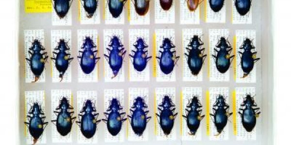 Scientific Collections Play Vital Role In Conservation Biology