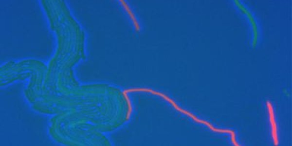 Predator And Prey - But These Bacteria Control Each Other's Suicides