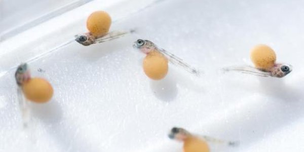 Regrowing Teeth: Yes In Fish So Why Not In Humans?