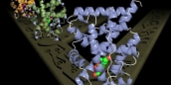 Scientists Retrace Evolution With First Atomic Structure Of Ancient Protein