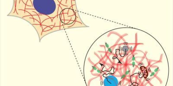 Cytoplasm: Inside The Cell, An Ocean Of Fluctuating Waves