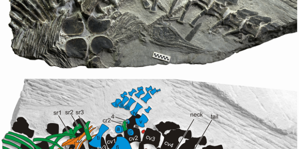 Fossilized While Giving Birth? Ancient Reptile Preserved During Labor