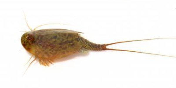 'Living Fossil'? Scientists Argue Its Usefulness