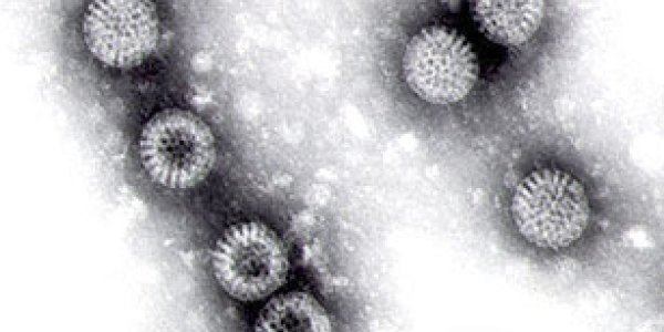 Vaccines in the developing world