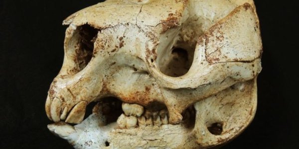 Ancient DNA Extracted From 45,000 Year Old Extinct Giant Roos