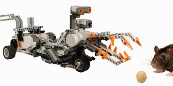 Overcoming Instincts: Fear Versus Foraging