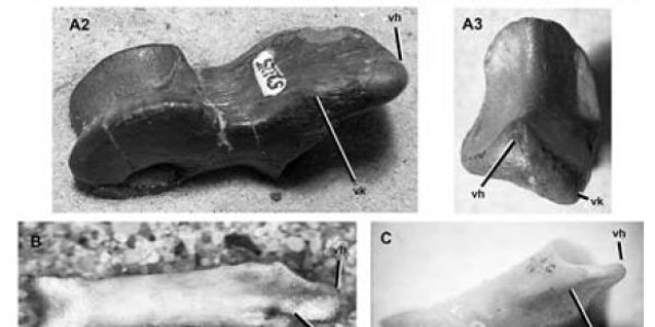 Tatankacephalus Cooneyorum - New Ankylosaur Dinosaur Species Discovery