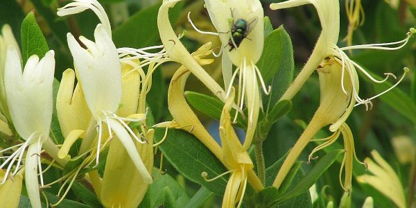 A ‘Virological Penicillin’?