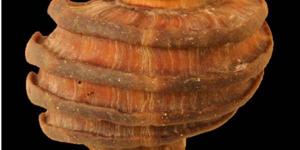 15-million-year-old Mollusk Protein Found