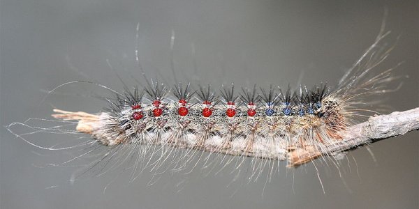 Virus Controls Caterpillar And Turns It Into Goo