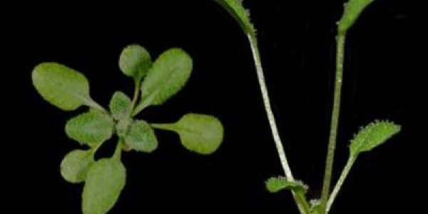'Holy Grail' Of Plant Biology - Gene Responsible For Global Warming Growth