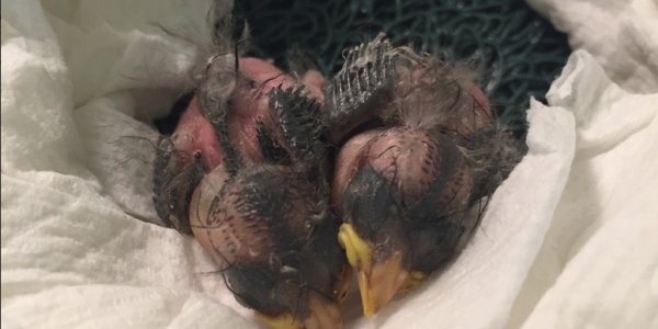 Hawaiian Honeycreeper Back From The Brink Of Extinction