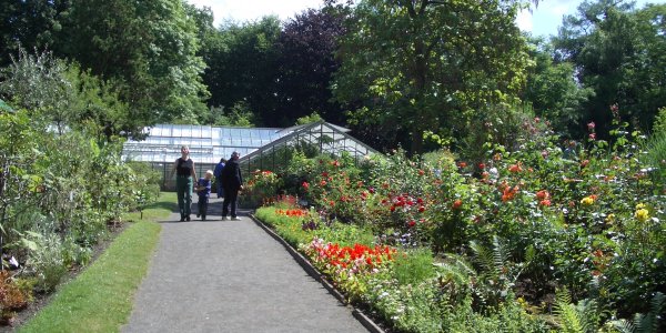Cycas Male plant bears single male cone terminally but here you see two
