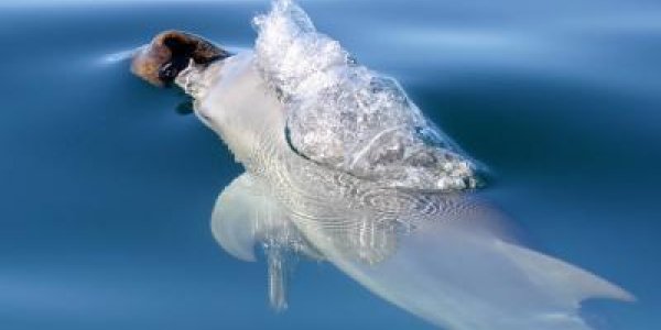 Cultural Hitchhiking: How Social Behavior Can Affect Genetic Makeup In Dolphins