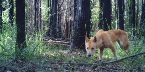 Maybe The Dingo Ate Your Poison