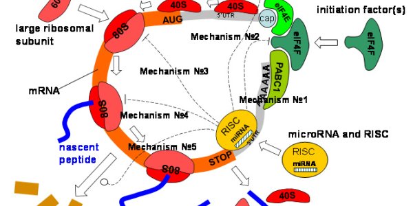 Mathematicians Solve A Mystery Of MicroRNA
