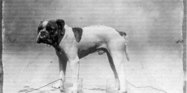 The Whale, The Torpedo And Cruelty To Animals Part 3