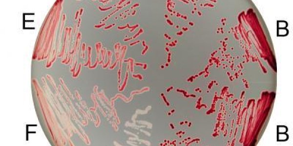 Silent Mutations Speak Up