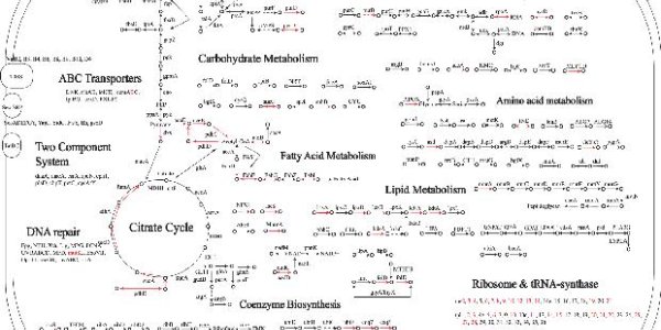 How Mitochondria Began - Parasitic Coevolution Gets A New Wrinkle