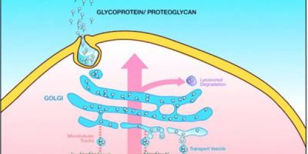 Artificial Golgi Organelle Lab On A Chip Device Could Be Heparin Breakthrough