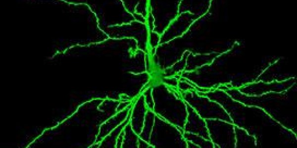 ALS Drug Reduces The Memory 'Fog' Of Old Age