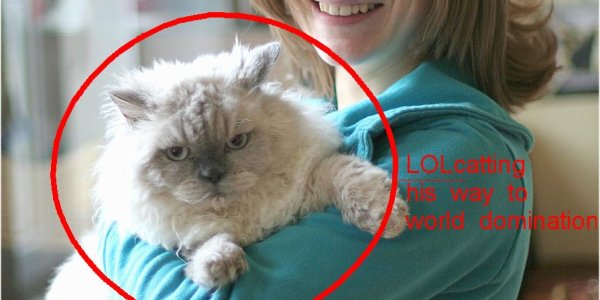 Selkirk Rex - Big Kitten Industry Creates Adorable Abomination Of Nature