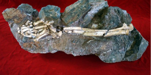 3 Million Years Old: Little Foot Is The Oldest Complete Australopithecus