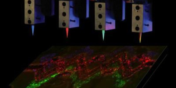 An Essential Step Toward Printing Living Tissues