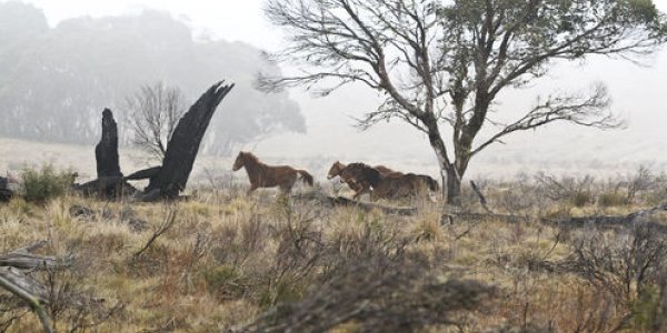 The Grim Story Of The Snowy Mountains' Cannibal Horses
