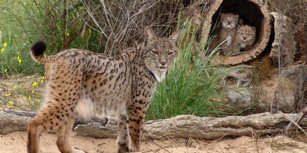The difficult task of saving the Iberian Lynx – a new proposal