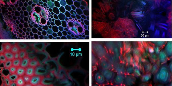 Grassoline - Second Generation Biofuels Get Ionic Liquid Boost