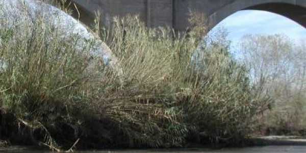 Invasive Plants As Biofuels Isn't Workable