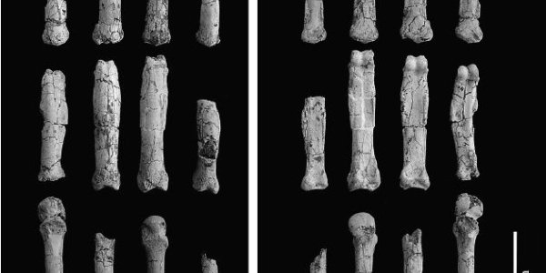 The Hand Of Hispanopithecus And The Mysteries Of Evolution