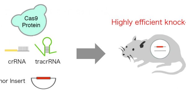 Highly Efficient CRISPR Knock-In In Mouse
