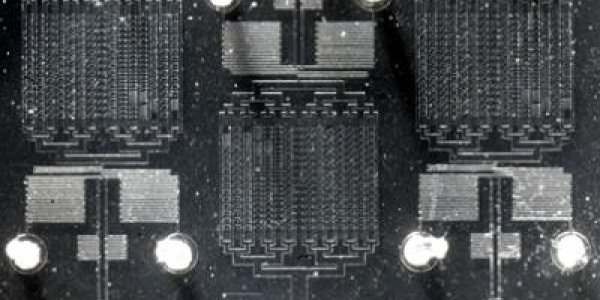 Biofilms: How Bacteria Survive Hostile Environments