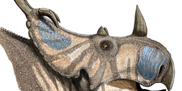 Spinops Sternbergorum - Horned Dinosaur Discovery 100 Years In The Making