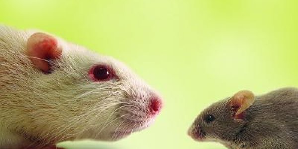 What Sex And Bullies Have In Common