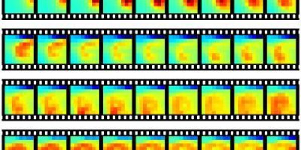 Plumes In The Sleeping Avian Brain