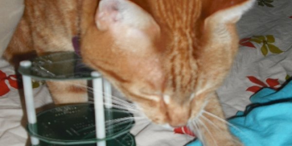 Picosatellites Are Cute