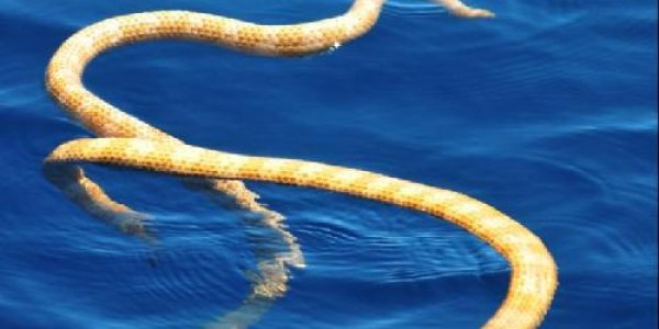 I'm Not Extinct, Declare Sea Snakes Previously Declared Extinct