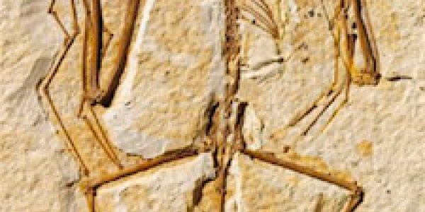 Sem radar? Onychonycteris finneyi