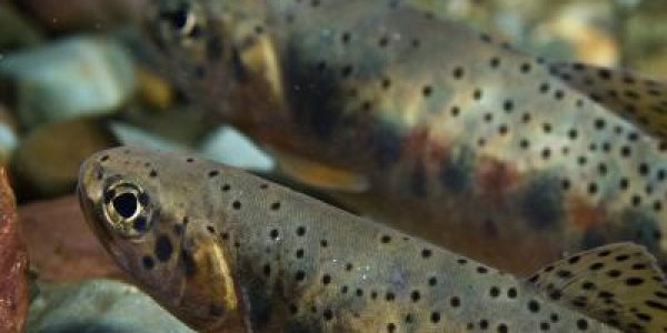 Global Warming Causes More Interbreeding Between Natives And Invaders