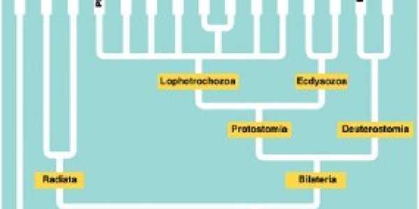 Overselling segmentation