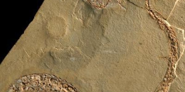 How Snakes Lost Their Legs May Have New Answers