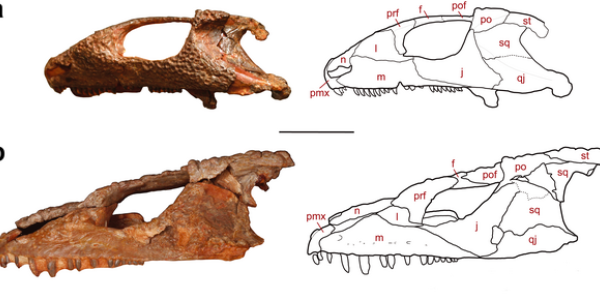 First Modern Ears Go Back 260 Million Years - And To Russia